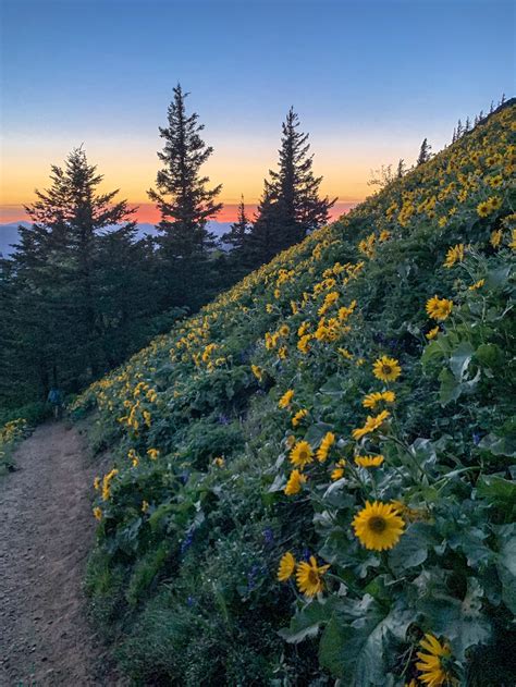 [OC] Sunset and wildflowers on Dog Mountain Trail, Columbia River Gorge ...