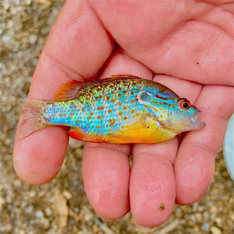 Fishing For Orangespotted Sunfish Near You