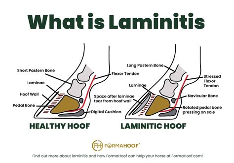 Laminitis In Horses - Non-Invasive, Supportive Treatment