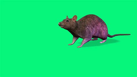 Adorable Gray Rat Animation On Green Screen Stock Motion Graphics Sbv