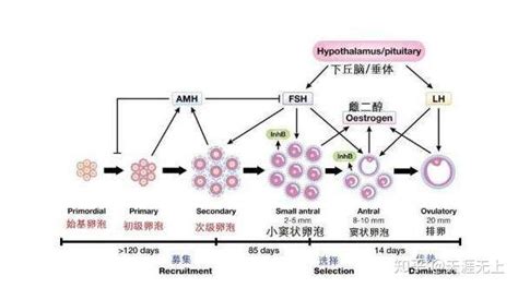 基础卵泡多少个，适合做试管婴儿？ 知乎