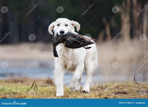 Hunting Golden Retriever Dog Carrying a Duck Stock Photo - Image of ...