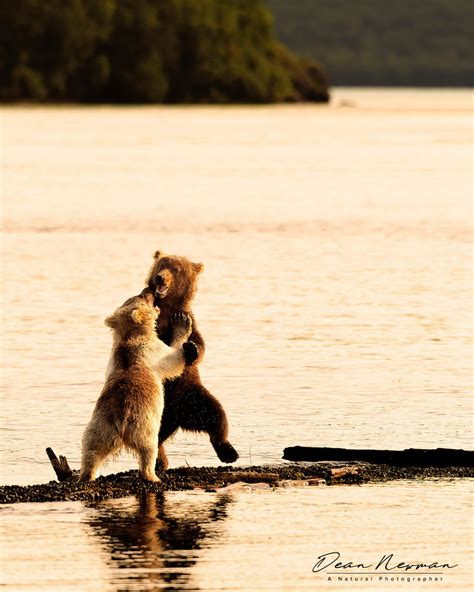 Bear Cubs (Grizzly) Playing - Dean Newman Photography