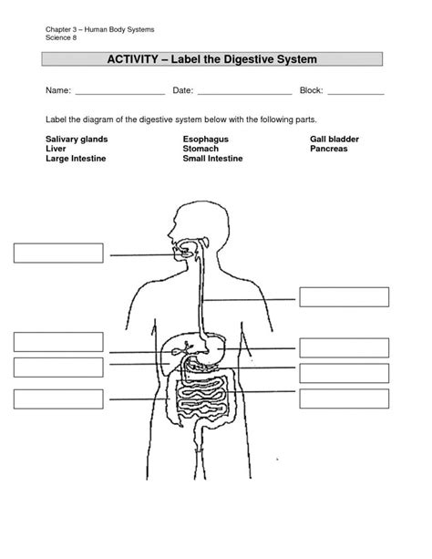 Printable Digestive System Worksheet