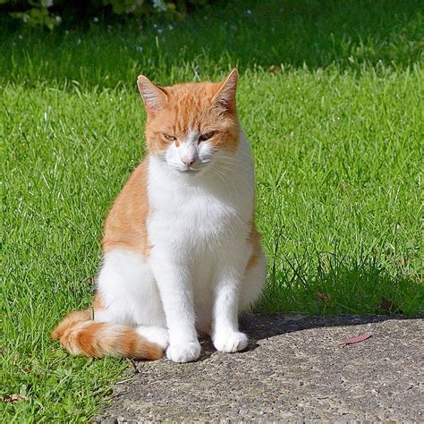 Bow Street Art Cat Sitting In Llanarth Near Aberaeron