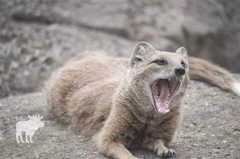 What Does A Mongoose Eat? — Forest Wildlife