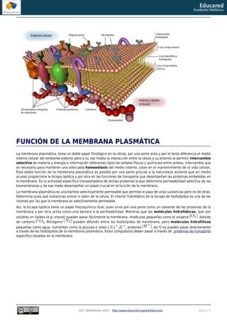 La membrana plasmática PDF