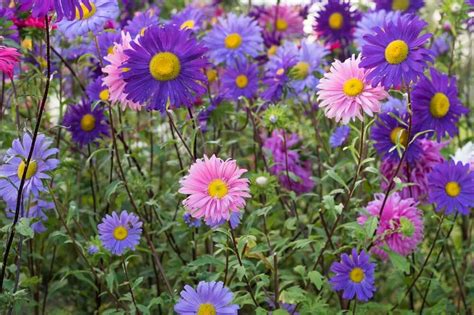 Aster Flower Meaning, Symbolism, Popular Types, and Uses - Petal Republic