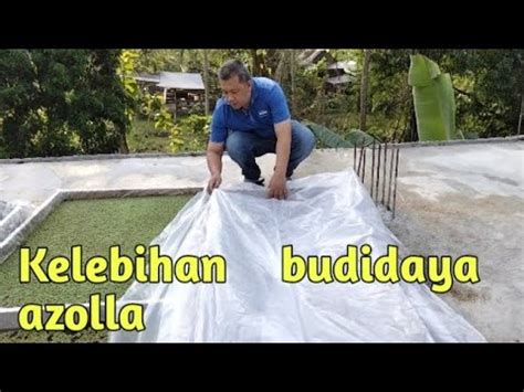 Keuntungan Budidaya Tanaman Azolla Youtube