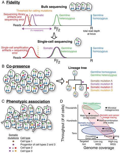 The Three Core Capabilities Of Single Cell Dna Sequencing And Download Scientific Diagram