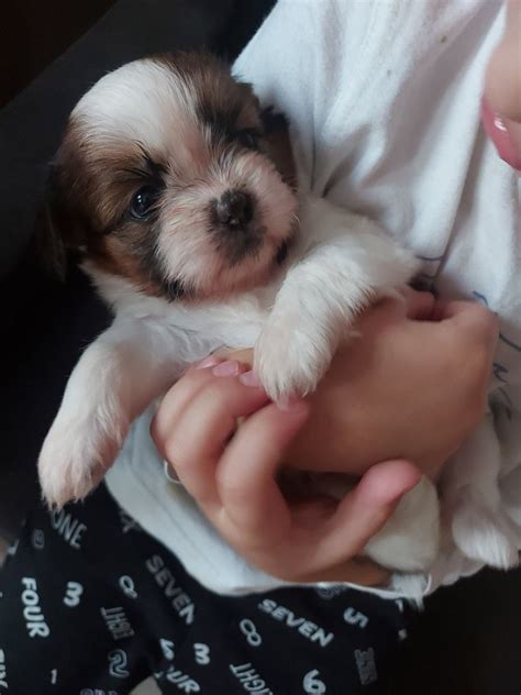 Shih Tzu Suczka Do Odbioru Olsztyn Olx Pl