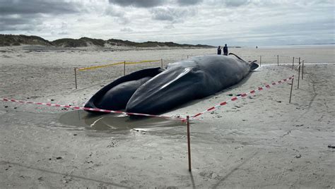 Une deuxième baleine de 15 mètres échouée dans le Finistère ici