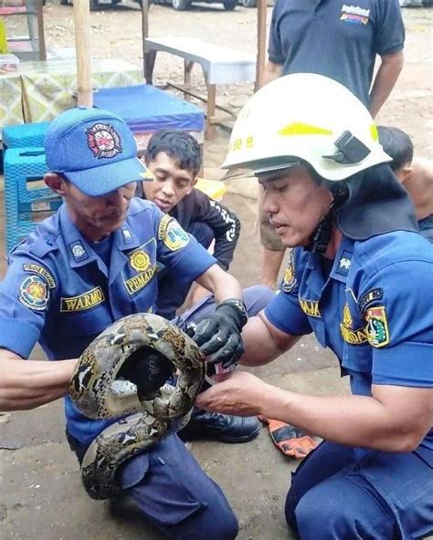 Aksi Damkar Jakarta Tangkap Ular Sanca 2 Meter Di Rumah Warga Di Jaktim