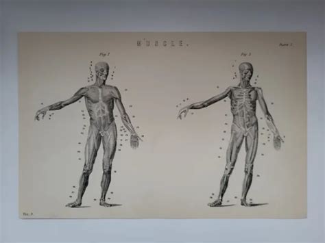 STAMPA ANTICA 1870 Incisione Muscolare Anatomia Corpo Umano EUR 10 38