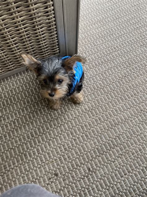 Morkie Puppies for Sale | PuppySpot