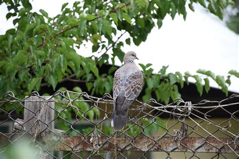 Bhoutan Pigeon Photo Gratuite Sur Pixabay Pixabay