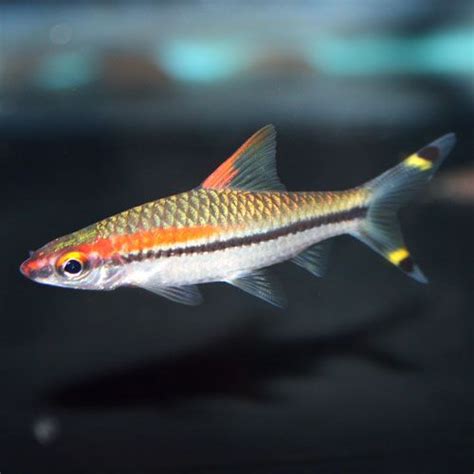 Redline Torpedo Barb Puntius Denisonii Small Freshwater Sharks