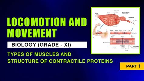 Locomotion And Movement CBSE 11 Biology Types Of Muscles