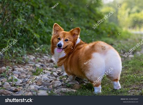 Ass Fur Images Stock Photos Vectors Shutterstock