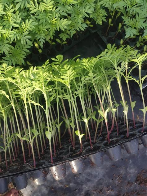 Alla Vegetable Saplings For Agriculture Packaging Size Medium At