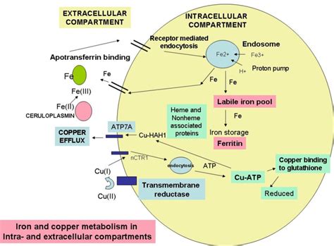 Iron And Copper Metabolism Has Been Shown To Get An Insight Into The