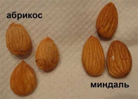 Миндаль — польза и вред для организма, сколько нужно есть в день и как ...