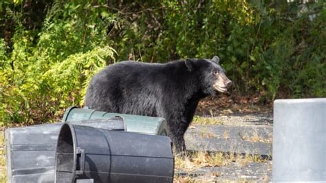 Bear in Connecticut Makes Off with Trash Can in the Hopes of Scoring a ...