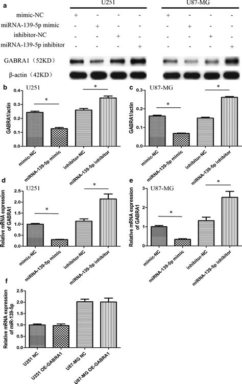 Ac Western Blot Assay Of GABRA1 Protein Levels In U251 And U87 Cells