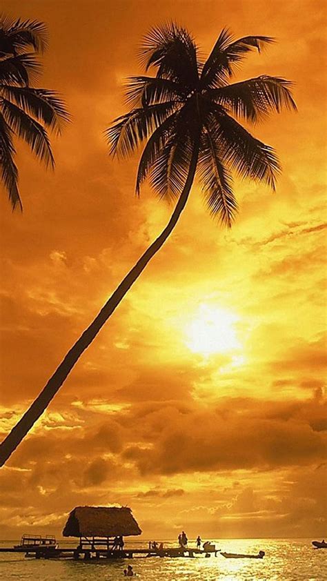 Sunset Coconut Trees Galaxy S5 Hd Phone Wallpaper Pxfuel