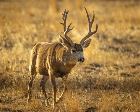 Whitetail Deer Buck with Non-typical Antlers Stock Photo - Image of ...