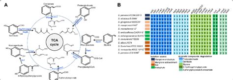 Complete Pathways Of Aromatic Compound Degradation Identified In S