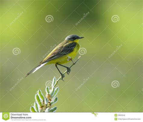 Western Yellow Wagtail Stock Photo Image Of Wildlife