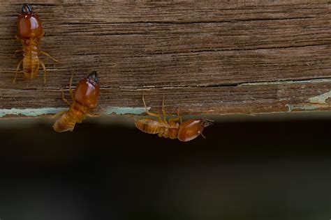 3 Reasons Why Termite Control Is Urgent