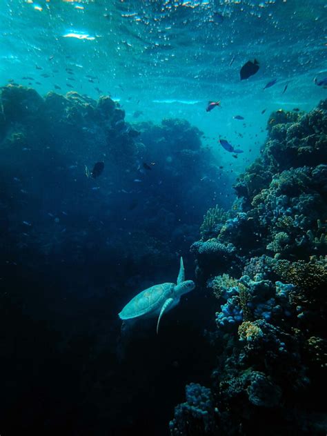 5 BEST SNORKELING SPOTS ALONG THE KONA COAST IN HAWAII | Kona Coast Real Estate | Soraya ...