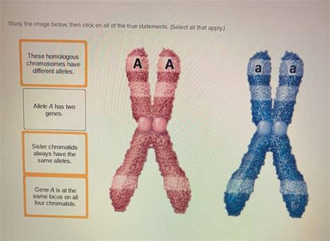 Solved Shown Here Is A Pair Of Homologous Chromosomes In Chegg Hot