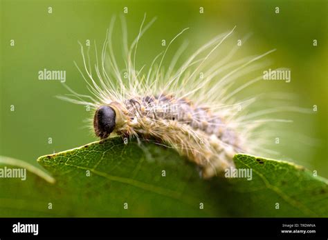 Oak Processionary Moth Thaumetopoea Processionea Netherlands Stock