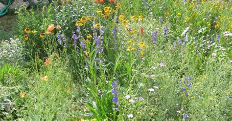 CO-Horts: Landscaping with Colorado Native Plants Conference