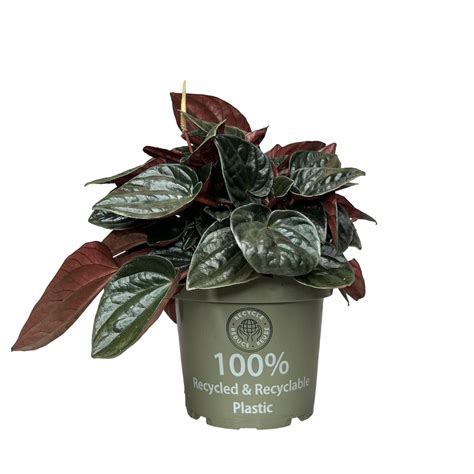 Пеперомия мендоза - 73 фото