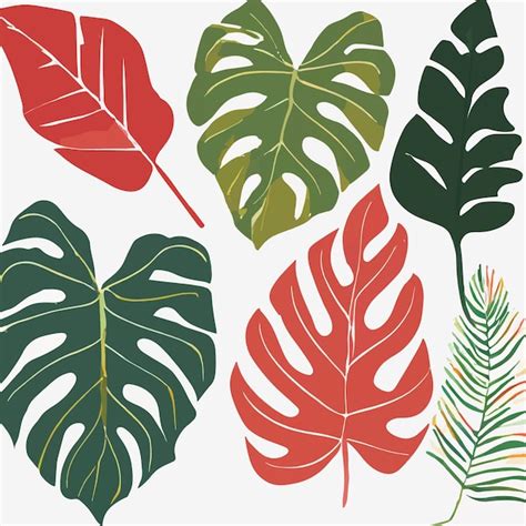 Conjunto Vectorial De Hojas De Monstera Vector Premium