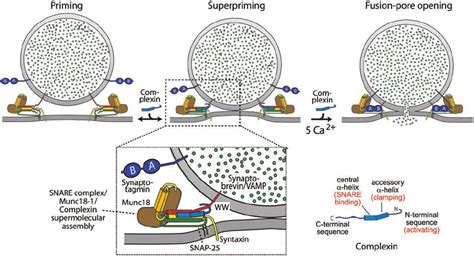 Complexin Action In Snare Dependent Fusion During Fusion A Vesicle Goes