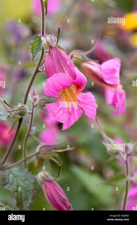 Rehmannia Elata Flowers Chinese Foxglove Stock Photo Alamy