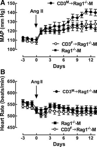 Sex Specific T Cell Regulation Of Angiotensin IIDependent Hypertension Hypertension
