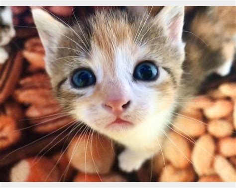 Roma QUATTRO CUCCIOLI E LA LORO MAMMA CERCANO AMORE Regalo Gattini