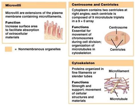 Microvilli Function - MasonsriGarza