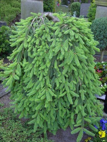 Ель обыкновенная Инверса (Picea abies Inversa) купить саженцы недорого ...