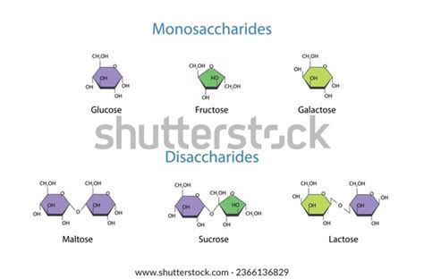 Monosaccharides Disaccharides Scientific Vector Illustration Stock Vector Royalty Free