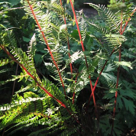 Athyrium Filix Femina Lady In Red Fougère Femelle à Pétioles Rouges