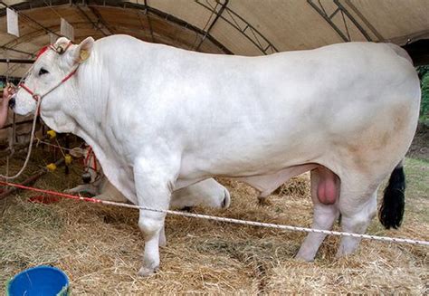 Raza Bovina Chianina Ganado De Engorde Ganado Vacuno Ganado Bovino