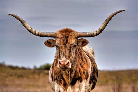 Texas Longhorn Cattle 12 Facts Like They Aren T Actually From Texas