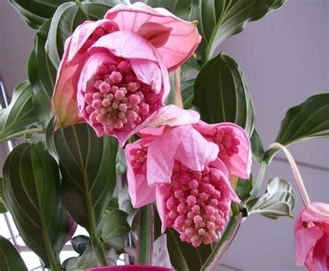 Medinila Medinilla Magnifica Como Cultivar E Cuidar Blog Das Flores